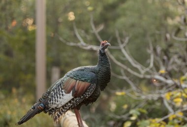 Ocellated Türkiye kuş