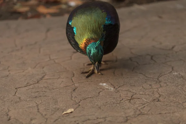 Oiseau monal de l'Himalaya — Photo