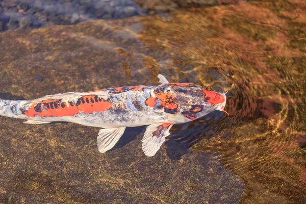 Poisson koï dans un étang — Photo