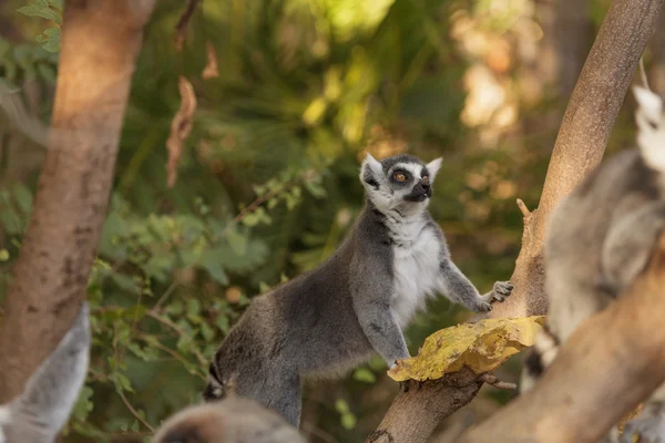 Lemur, Lemuroidea, escalada —  Fotos de Stock