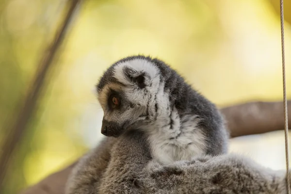 Lemur, Lemuroidea, escalada —  Fotos de Stock