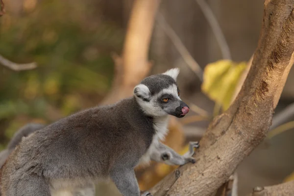 Lemur, Lemuroidea, climing — Stok fotoğraf