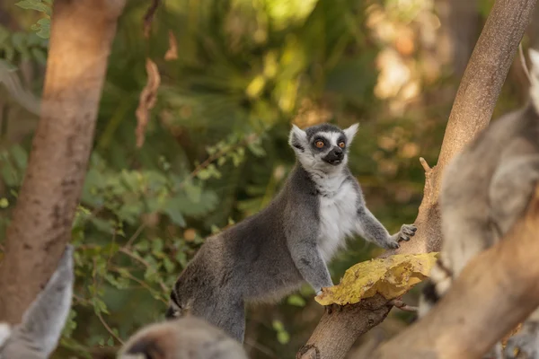 Lemur, Lemuroidea, climas — Foto de Stock