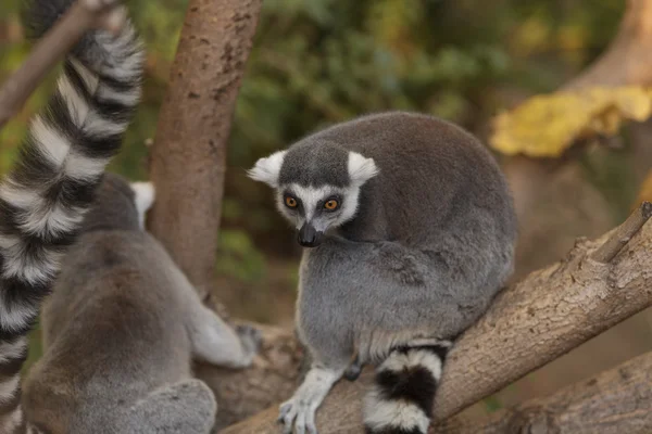 Lemur, Lemuroidea, climing — Stock Photo, Image