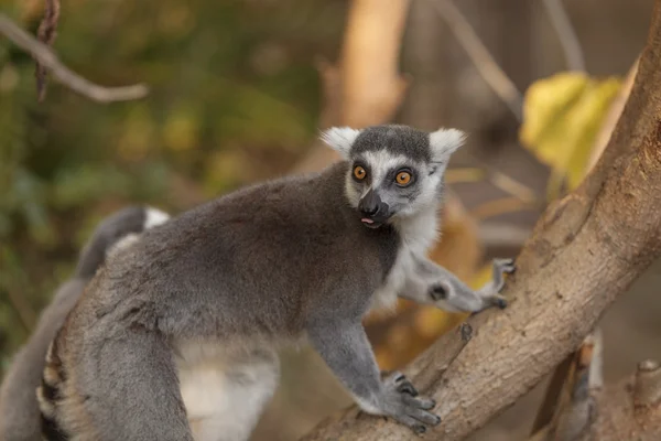 Lemur, Lemuroidea, climing — Stock Photo, Image