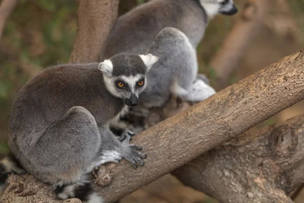 Lemur, Lemuroidea, climing — Stock Photo, Image