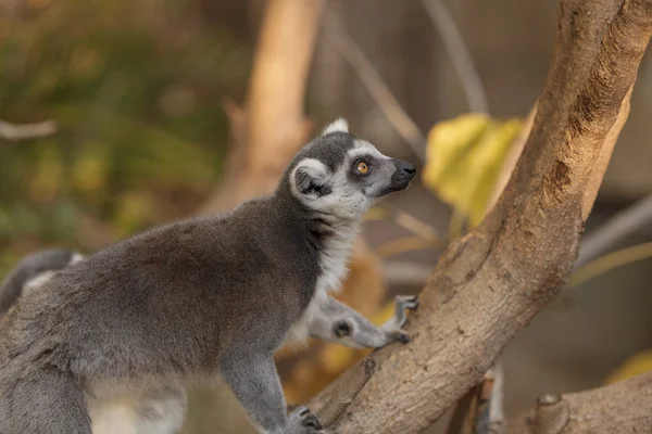 Lemur, Lemuroidea, climing — Stock Photo, Image