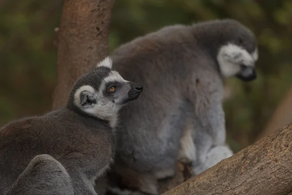 Lemur, Lemuroidea, climing — Stock Photo, Image