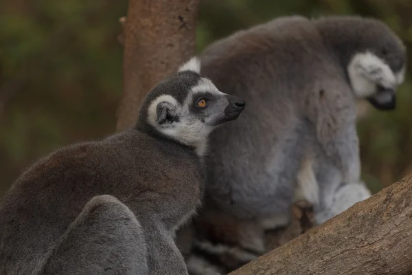 Lemur, Lemuroidea, arrampicata — Foto Stock