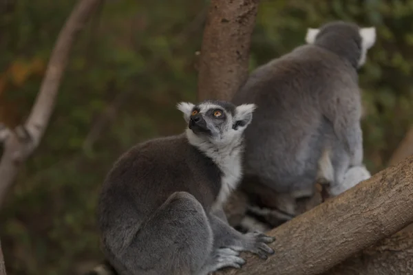 Lemur, Lemuroidea, Islandia — Zdjęcie stockowe