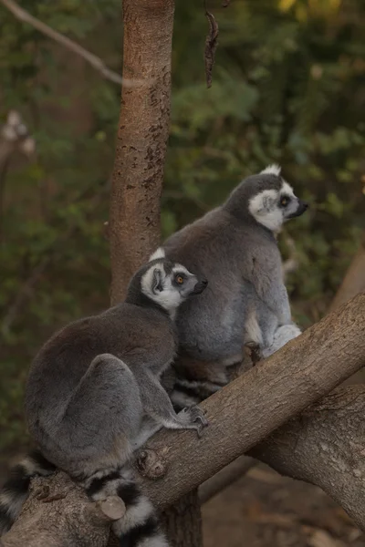 Lemur, Lemuroidea, climas —  Fotos de Stock