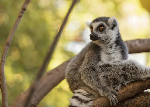 Lemur, Lemuroidea, climing — Stok fotoğraf