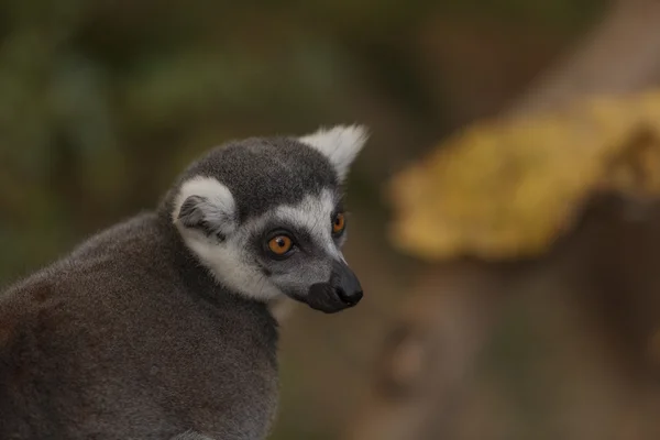 Lémurien, Lémuroidea, escalade — Photo