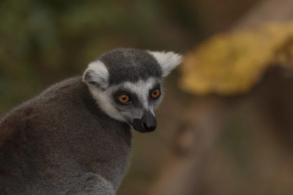 Lemur, Lemuroidea, climing — Stok fotoğraf