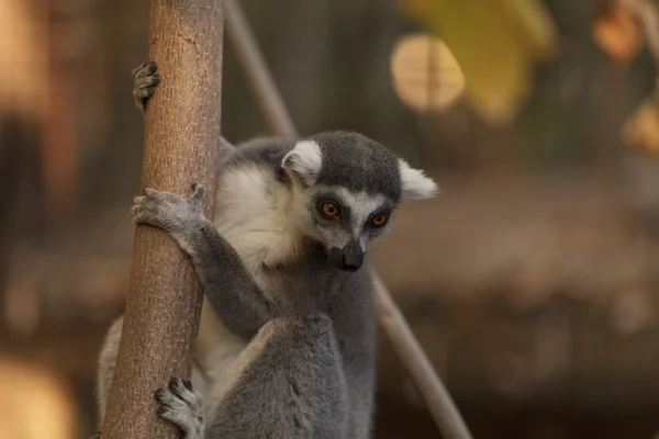 Lemur, Lemuroidea, climing — Stock Photo, Image