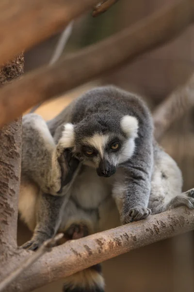 Lemur, Lemuroidea, climing — Stock Photo, Image