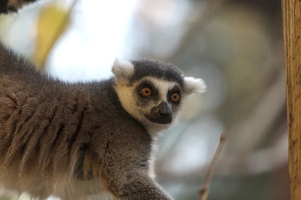 Lemur, Lemuroidea, arrampicata — Foto Stock