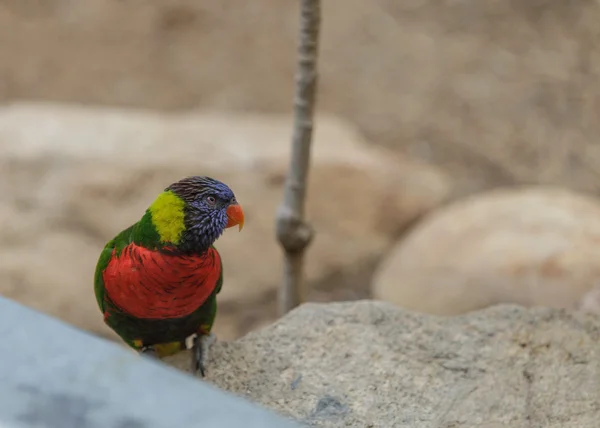 Regenbogenlorikeetvogel — Stockfoto