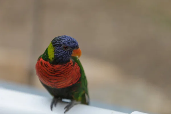 Радужный лорикет птица — стоковое фото