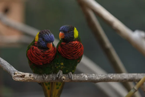 Rainbow lorikeet ptaka — Zdjęcie stockowe