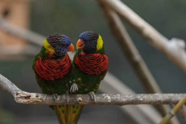 Regenbogenlorikeetvogel — Stockfoto