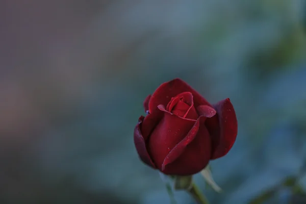 Jedną czerwoną różą na weselu — Zdjęcie stockowe