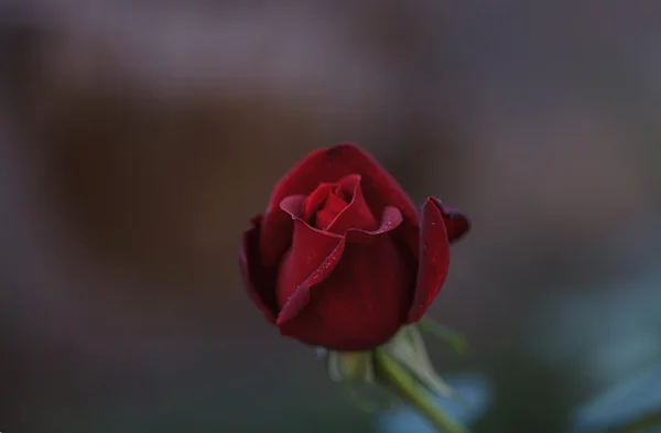 Jedną czerwoną różą na weselu — Zdjęcie stockowe