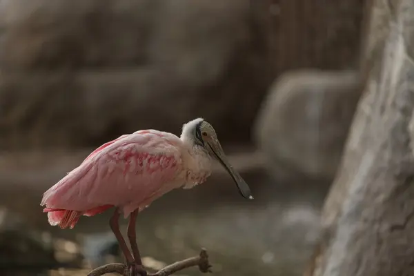 Kolpík růžový pták — Stock fotografie