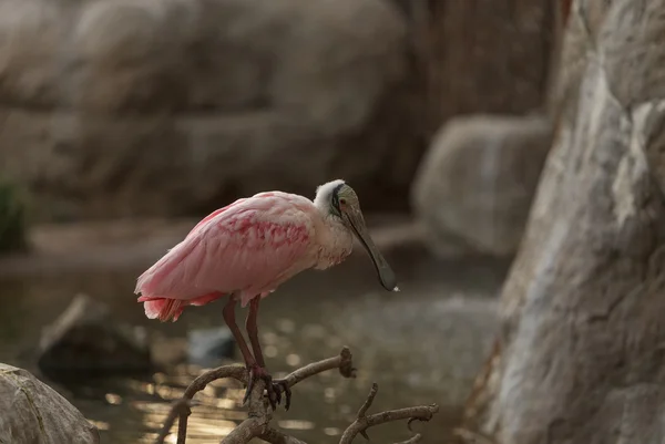 Pássaro-de-bico-de-rosa — Fotografia de Stock