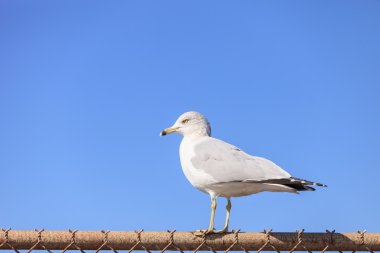 California martı bir çit üzerinde
