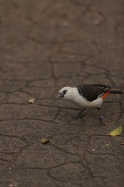 beyaz başlı buffalo dokumacı