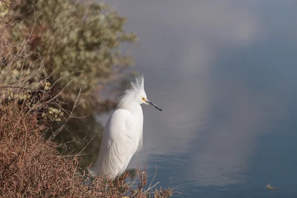 Snowy Egret, Egretta thula, vogel — Stockfoto
