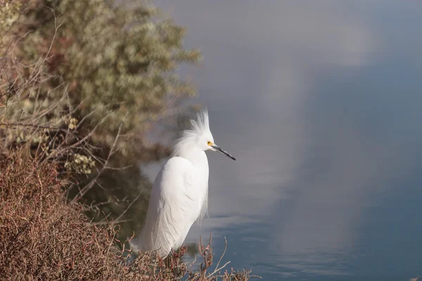 Snowy Egret, Egretta thula, vogel — Stockfoto