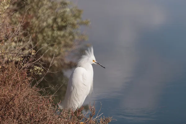 Egret nevado, Egretta thula, pássaro — Fotografia de Stock