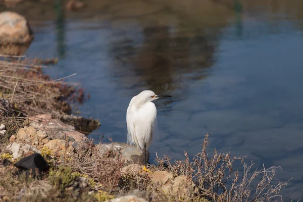 Snowy Egret, Egretta thula, vogel — Stockfoto
