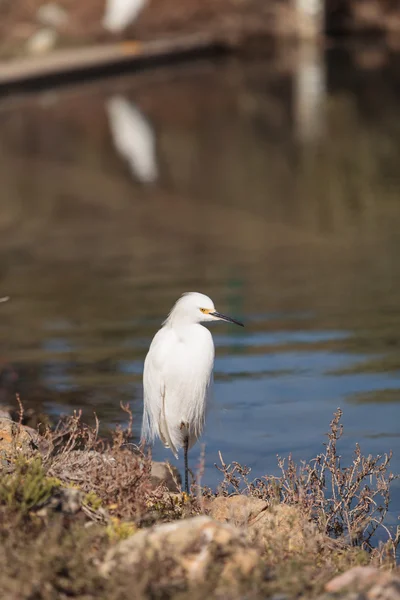 Aigrette des neiges, aigrette thula, oiseau — Photo