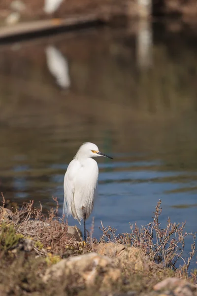 Snowy Egret, Egretta thula, vogel — Stockfoto