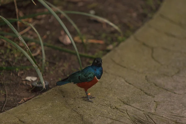 Driekleurige glansspreeuw vogel — Stockfoto