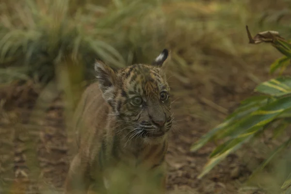 Szumátrai tigris kölyök — Stock Fotó