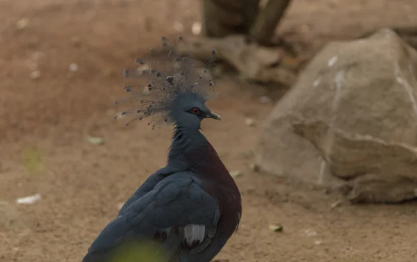 Коронованный голубь Виктории — стоковое фото