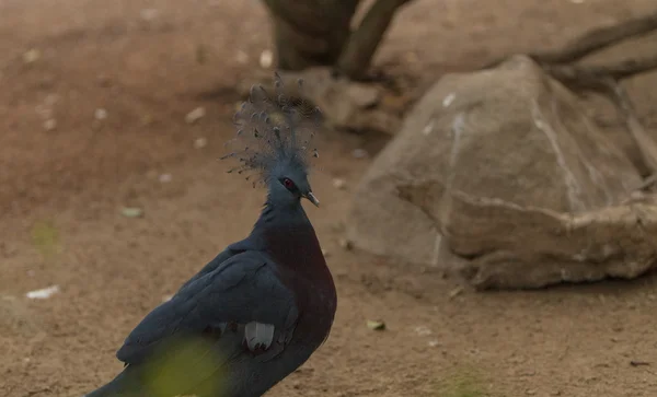 Victoria pájaro palomo coronado —  Fotos de Stock
