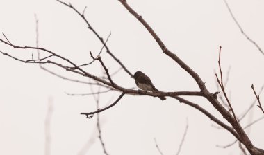 Gri kadın ağaç kırlangıç kuşu