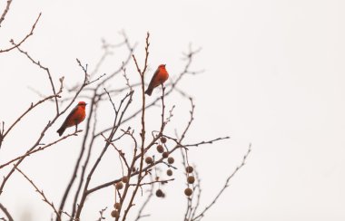 Erkek vermilyon sinekkapan kuş