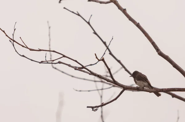Γκρι θηλυκό δέντρο χελιδόνι πουλί — Φωτογραφία Αρχείου