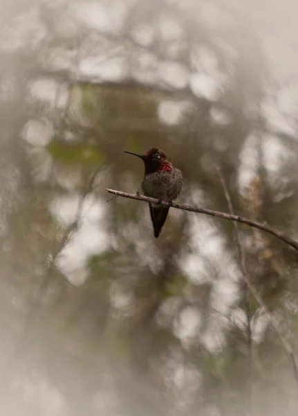 Manliga Annas Hummingbird — Stockfoto