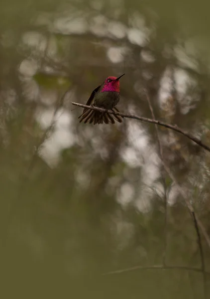 Male Annas Hummingbird — Stock Photo, Image