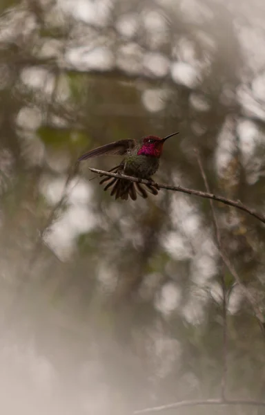 Férfi Annas kolibri — Stock Fotó