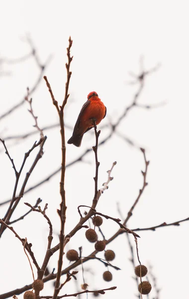 Αρσενικό κιννάβαρι flycatcher bird — Φωτογραφία Αρχείου