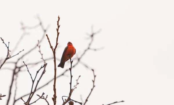 Manliga vermilion flugsnappare fågel — Stockfoto