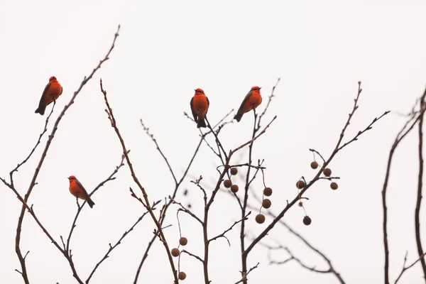 Uccello volano vermiglio maschio — Foto Stock